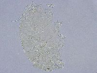 Echiniscus wendti image
