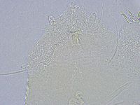 Echiniscus wendti image