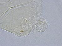 Echiniscus wendti image