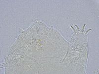 Echiniscus wendti image