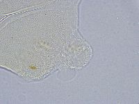 Echiniscus wendti image