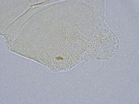 Echiniscus wendti image