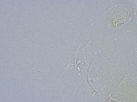 Echiniscus wendti image