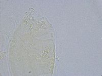 Echiniscus wendti image