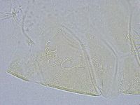 Echiniscus wendti image