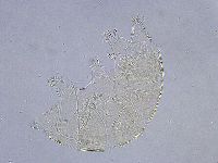 Echiniscus wendti image