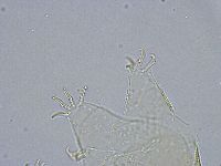 Echiniscus wendti image