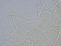 Echiniscus wendti image