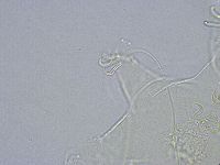 Echiniscus wendti image