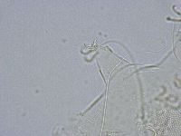 Echiniscus wendti image