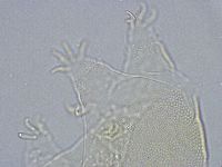 Echiniscus wendti image