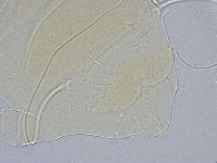 Echiniscus wendti image