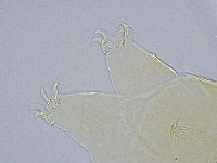 Echiniscus wendti image