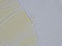 Echiniscus wendti image