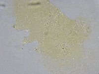 Echiniscus wendti image