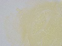 Echiniscus wendti image