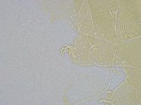 Echiniscus wendti image