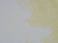 Echiniscus wendti image