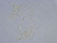 Echiniscus wendti image
