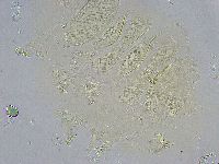 Echiniscus wendti image