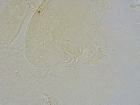 Echiniscus wendti image