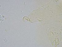 Echiniscus wendti image