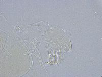 Echiniscus wendti image