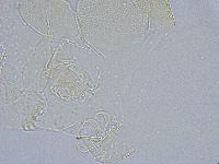 Echiniscus wendti image
