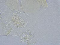 Echiniscus wendti image