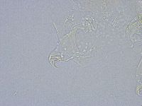 Echiniscus wendti image