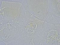 Echiniscus wendti image