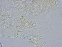 Echiniscus wendti image