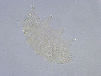 Echiniscus wendti image