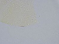 Echiniscus wendti image