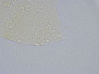 Echiniscus wendti image