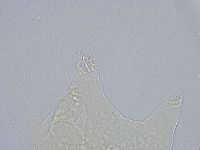 Echiniscus wendti image