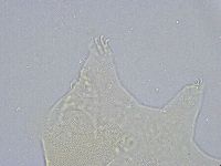 Echiniscus wendti image