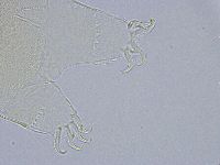 Echiniscus wendti image