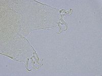 Echiniscus wendti image