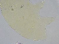 Echiniscus wendti image