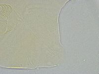 Echiniscus wendti image