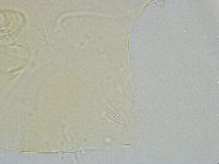 Echiniscus wendti image