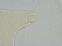 Echiniscus wendti image