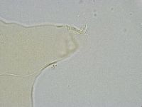 Echiniscus wendti image