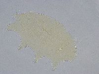 Echiniscus wendti image
