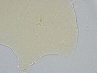 Echiniscus wendti image