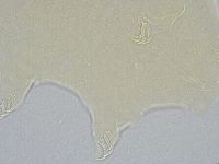 Echiniscus wendti image