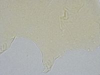 Echiniscus wendti image
