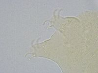 Echiniscus wendti image
