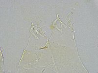 Echiniscus wendti image